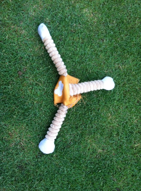 What's left of the sheep, now looking foreign, like a new toy!