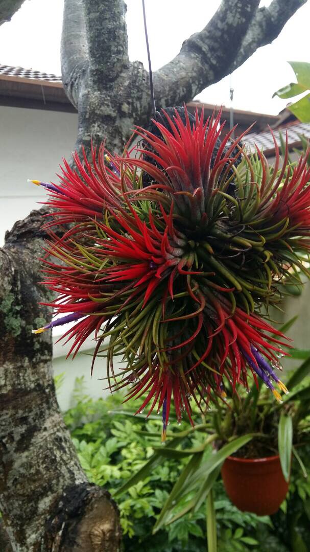Air plant-1