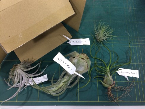 Air plant-5