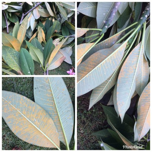 Frangipani leaves